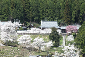 参道の桜並木