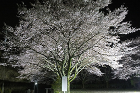 ライトアップされた境内桜並木
