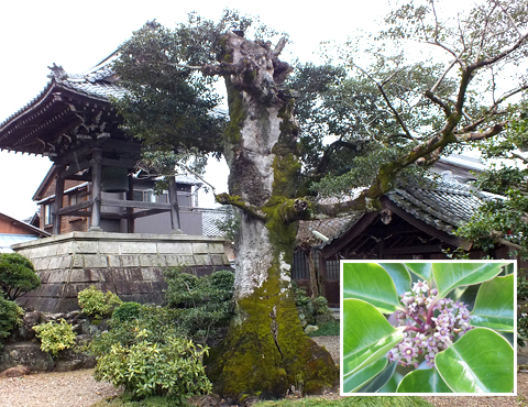 モチの木（樹齢400年）