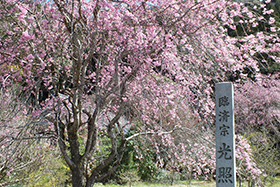 しだれ桜