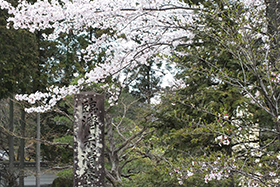 参道入口の桜